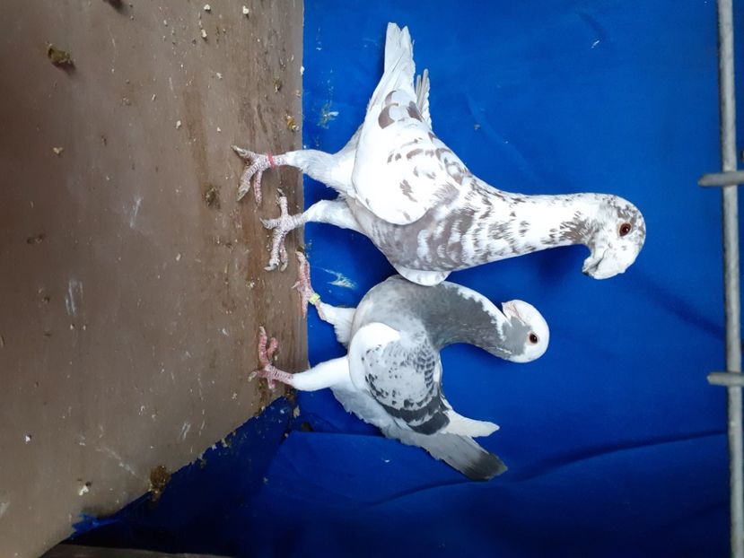  - PERECHI VOIAJORI GERMANI 2021