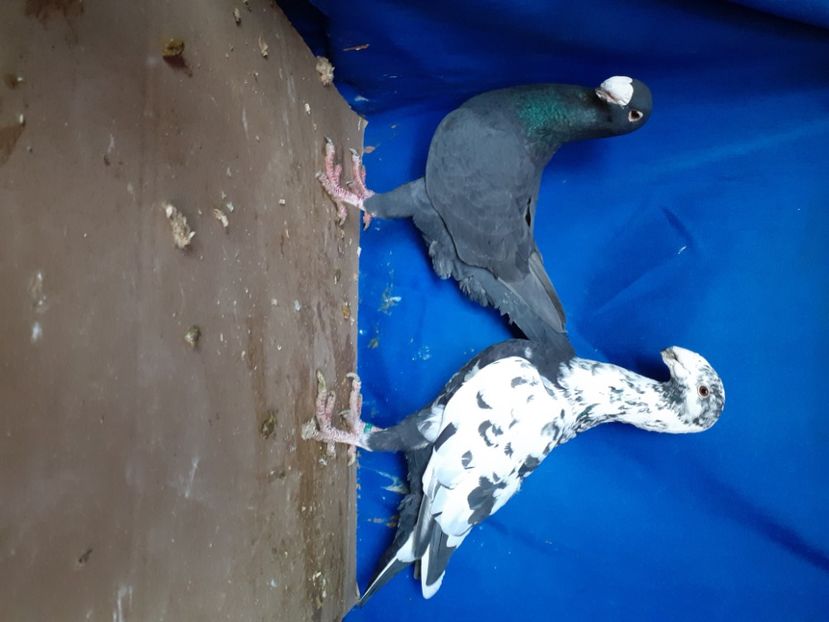 20210101_154506(0) - PERECHI VOIAJORI GERMANI 2021