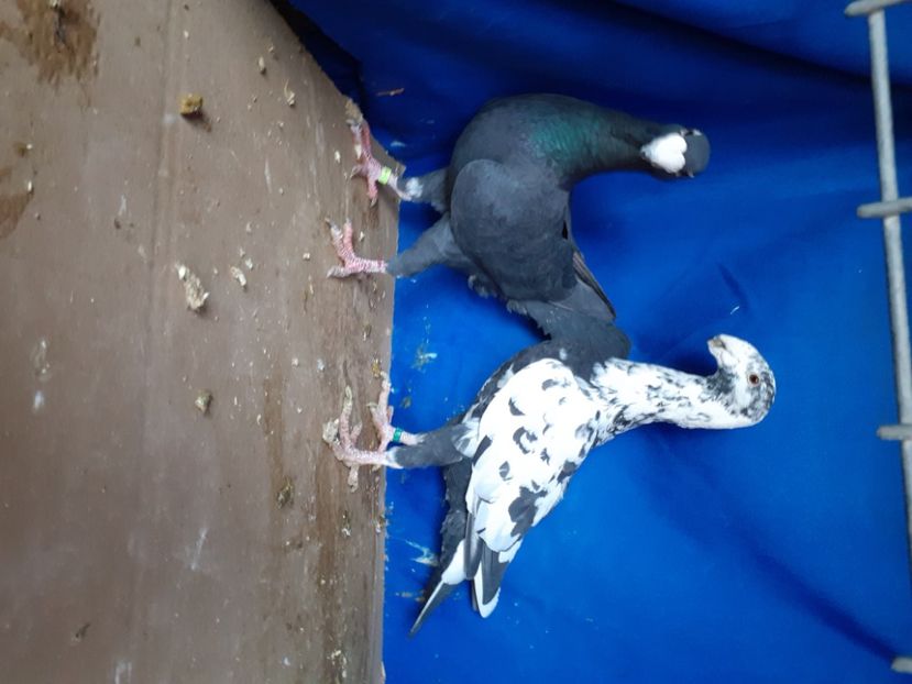  - PERECHI VOIAJORI GERMANI 2021