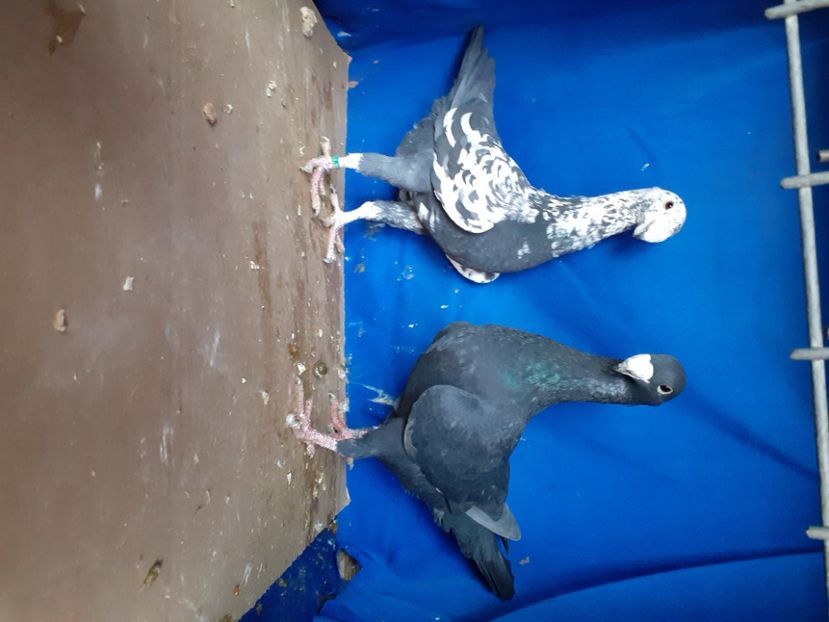  - PERECHI VOIAJORI GERMANI 2021