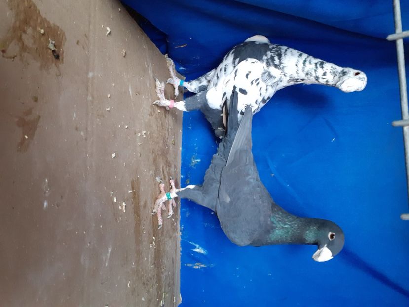  - PERECHI VOIAJORI GERMANI 2021