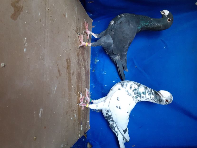  - PERECHI VOIAJORI GERMANI 2021