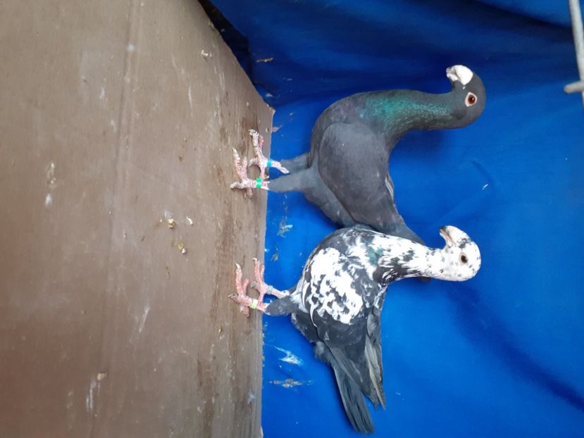  - PERECHI VOIAJORI GERMANI 2021