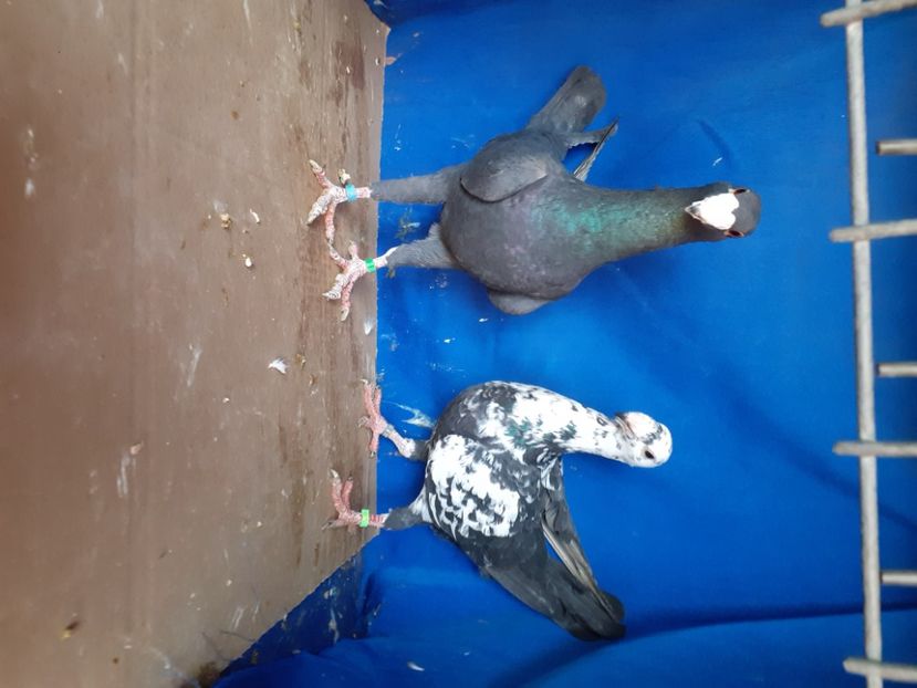  - PERECHI VOIAJORI GERMANI 2021