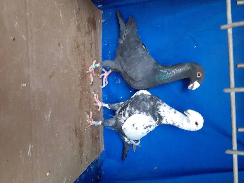  - PERECHI VOIAJORI GERMANI 2021