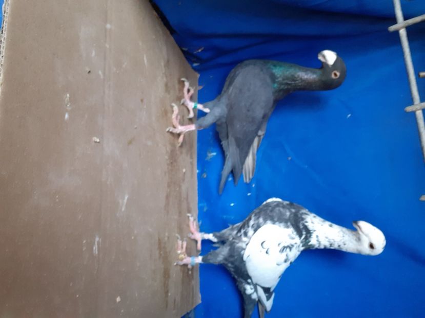  - PERECHI VOIAJORI GERMANI 2021