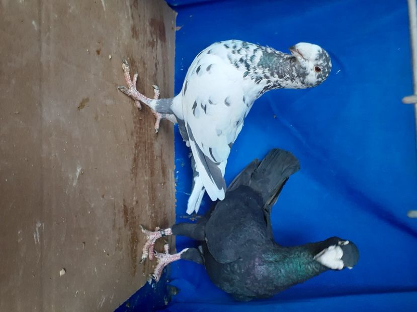  - PERECHI VOIAJORI GERMANI 2021