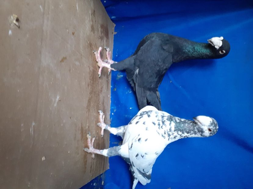  - PERECHI VOIAJORI GERMANI 2021