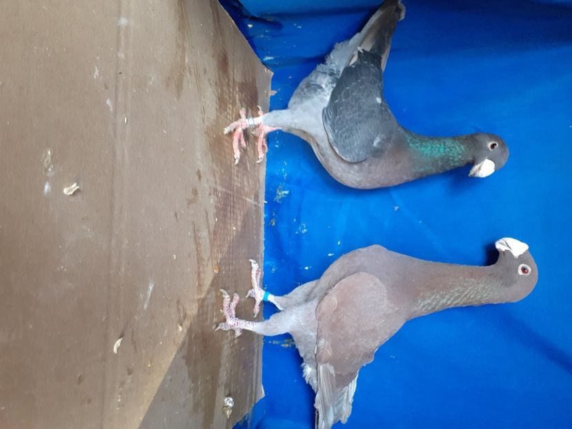  - PERECHI VOIAJORI GERMANI 2021