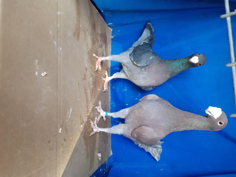  - PERECHI VOIAJORI GERMANI 2021