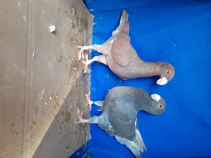  - PERECHI VOIAJORI GERMANI 2021