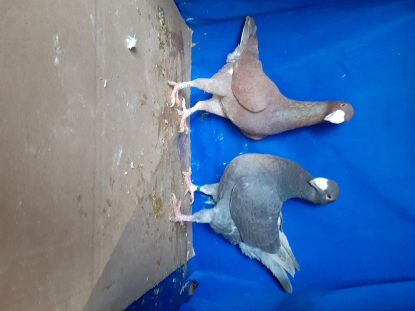  - PERECHI VOIAJORI GERMANI 2021