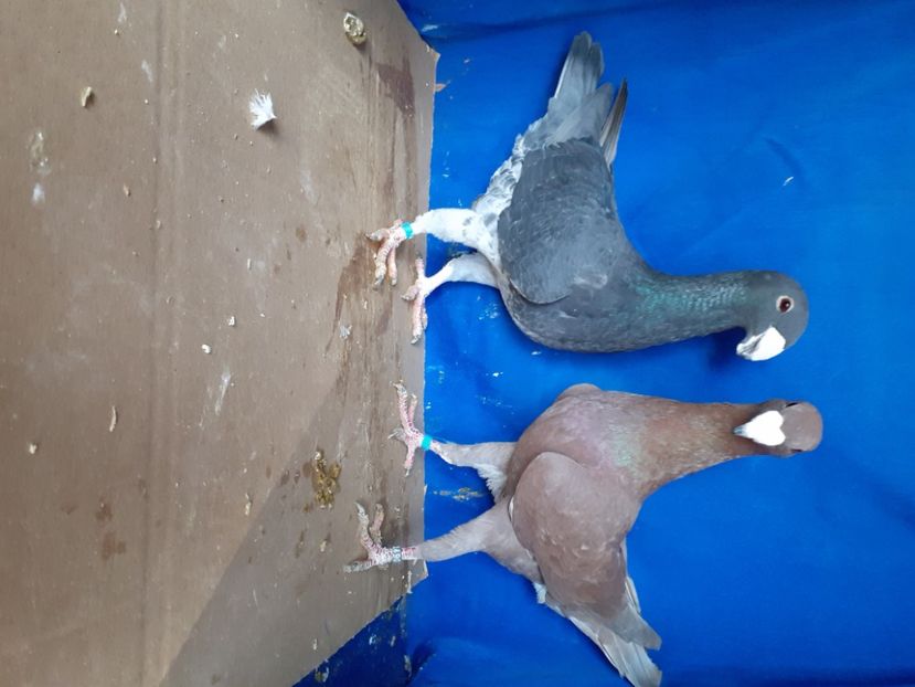  - PERECHI VOIAJORI GERMANI 2021