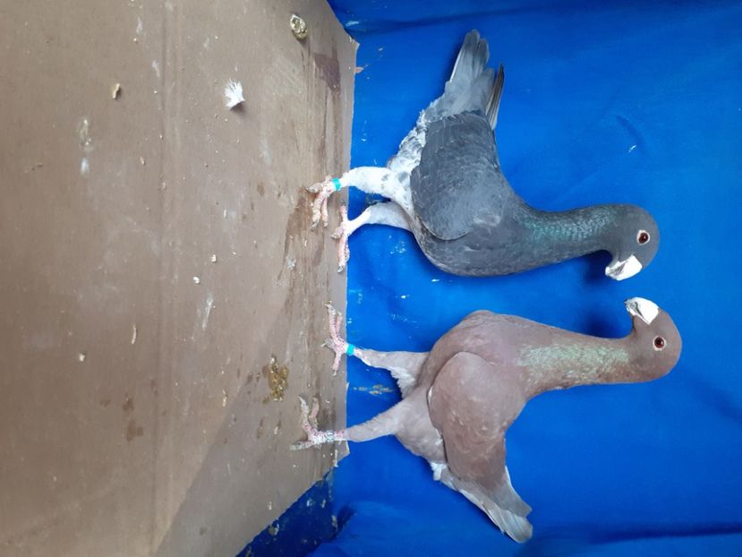  - PERECHI VOIAJORI GERMANI 2021