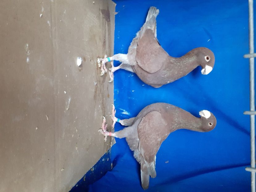  - PERECHI VOIAJORI GERMANI 2021