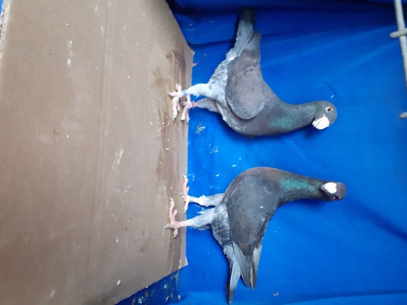  - PERECHI VOIAJORI GERMANI 2021