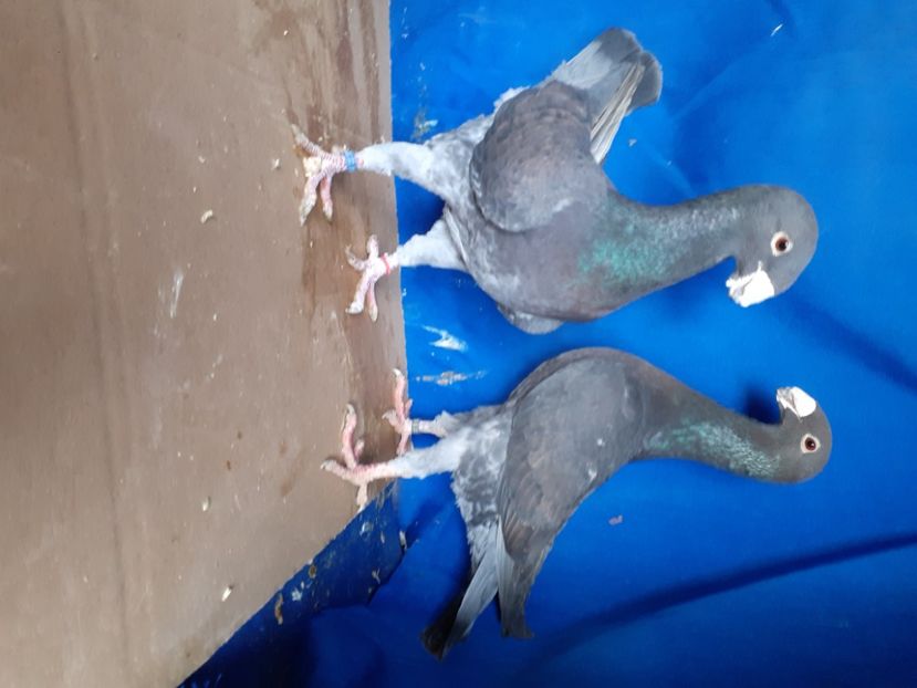  - PERECHI VOIAJORI GERMANI 2021