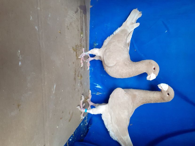  - PERECHI VOIAJORI GERMANI 2021