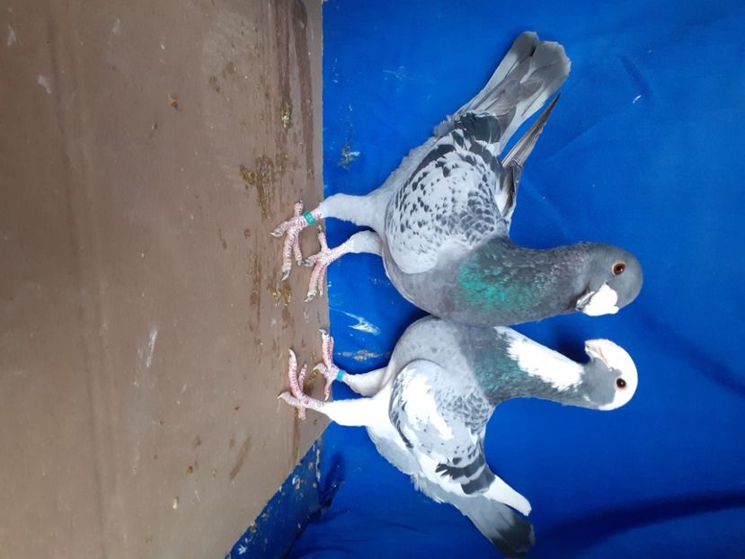  - PERECHI VOIAJORI GERMANI 2021