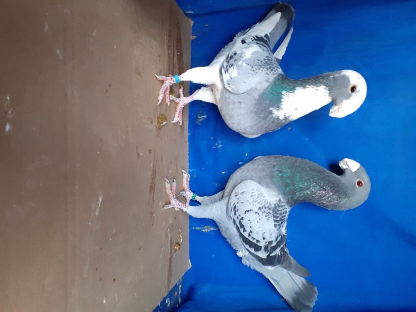  - PERECHI VOIAJORI GERMANI 2021