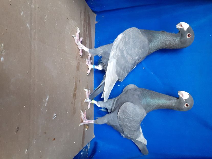  - PERECHI VOIAJORI GERMANI 2021