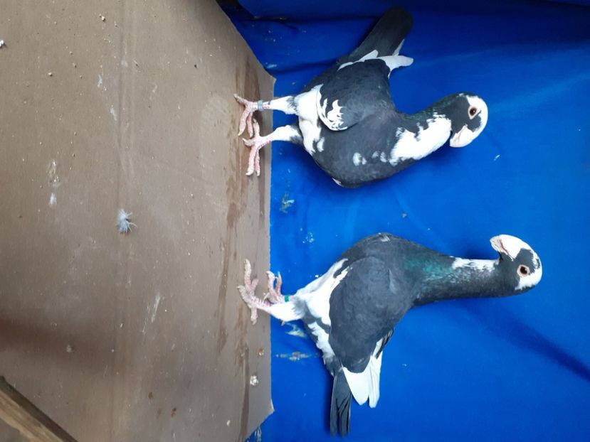  - PERECHI VOIAJORI GERMANI 2021