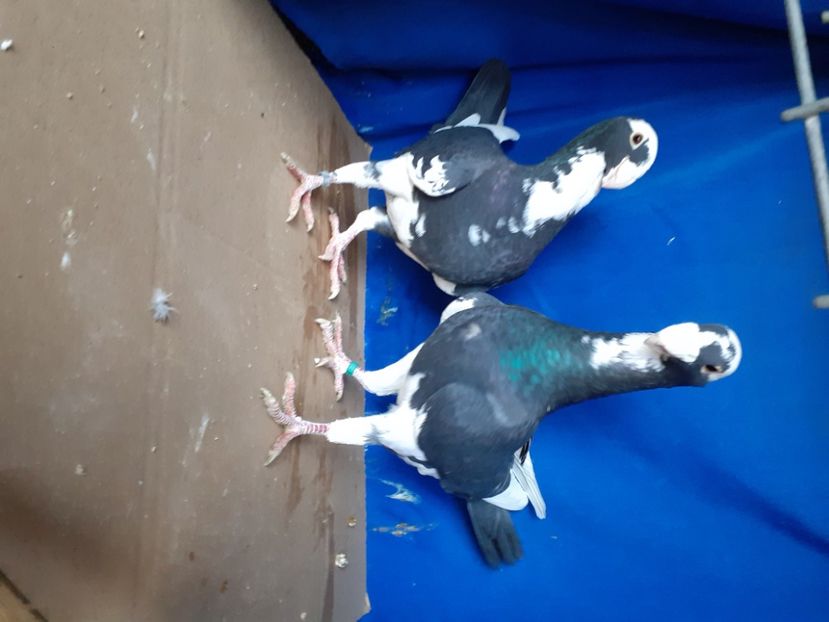  - PERECHI VOIAJORI GERMANI 2021