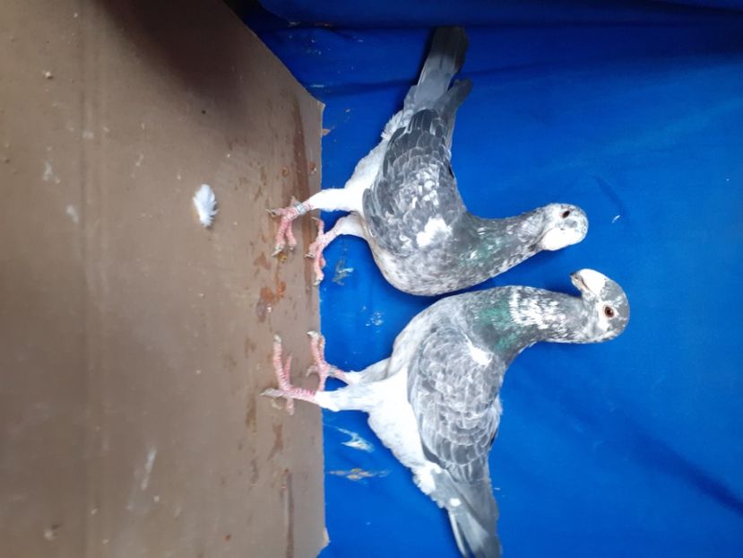  - PERECHI VOIAJORI GERMANI 2021