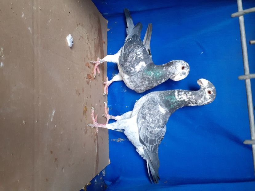  - PERECHI VOIAJORI GERMANI 2021