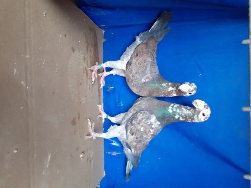  - PERECHI VOIAJORI GERMANI 2021