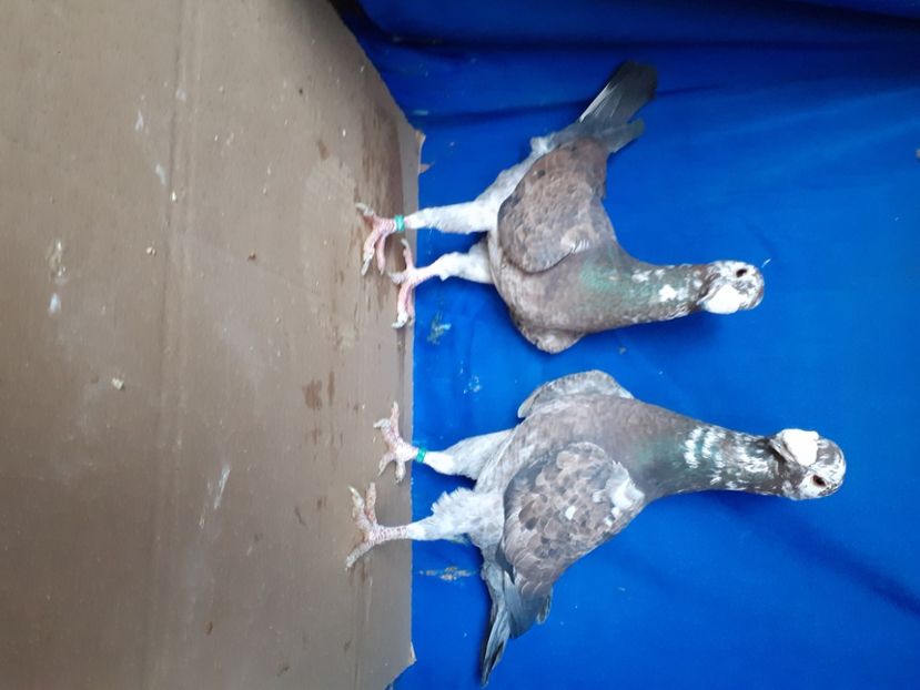  - PERECHI VOIAJORI GERMANI 2021