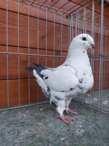 F 2020 H - Femele matca 2021