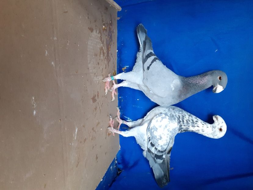  - PERECHI VOIAJORI GERMANI 2021