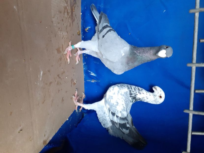  - PERECHI VOIAJORI GERMANI 2021