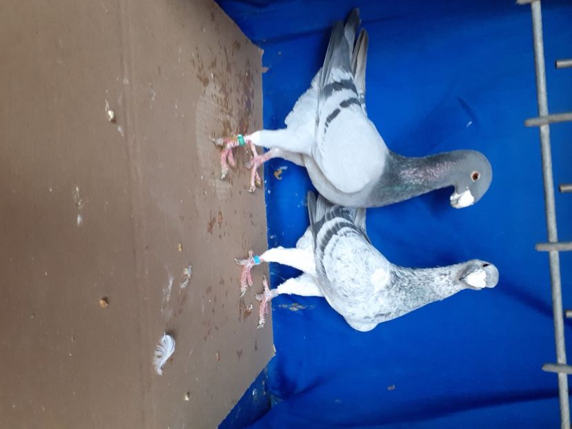  - PERECHI VOIAJORI GERMANI 2021