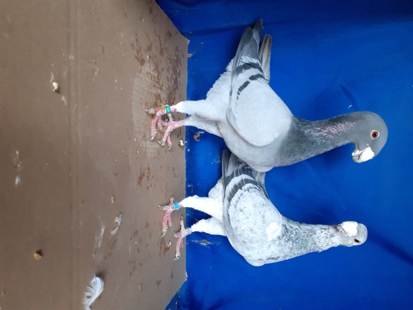  - PERECHI VOIAJORI GERMANI 2021