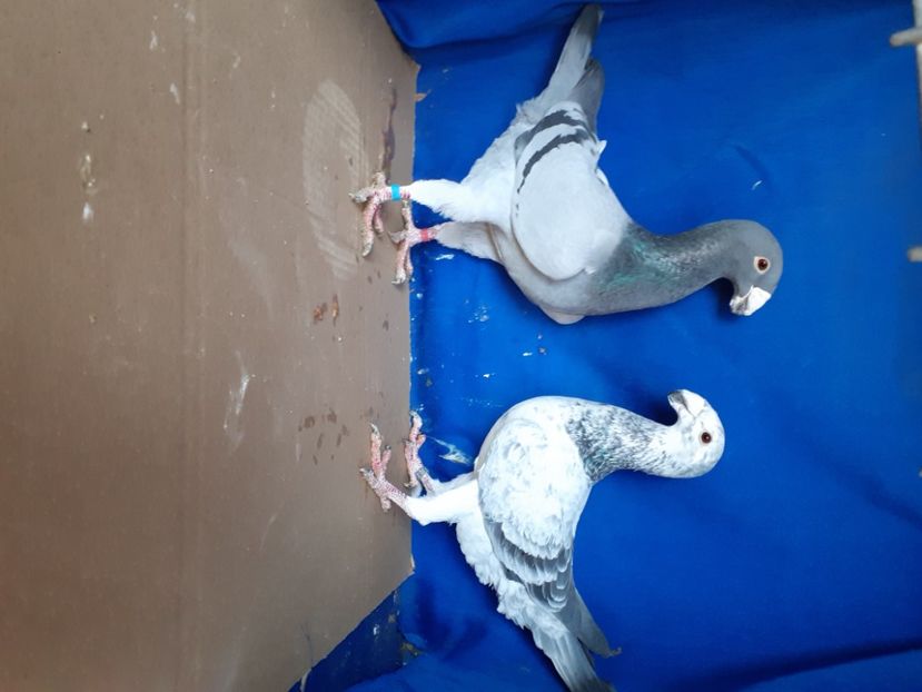  - PERECHI VOIAJORI GERMANI 2021