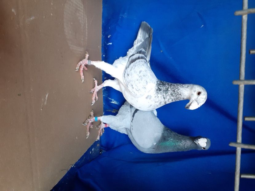  - PERECHI VOIAJORI GERMANI 2021