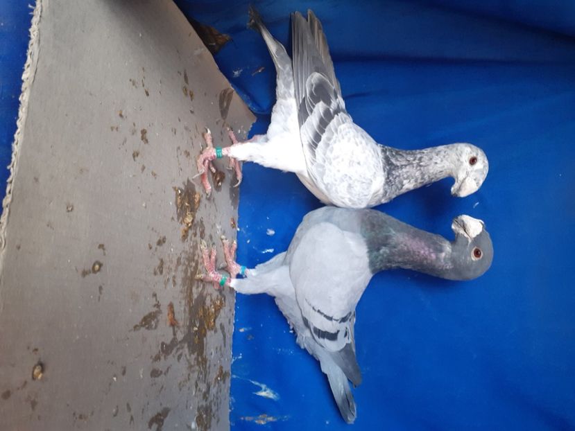  - PERECHI VOIAJORI GERMANI 2021