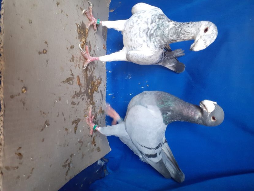  - PERECHI VOIAJORI GERMANI 2021