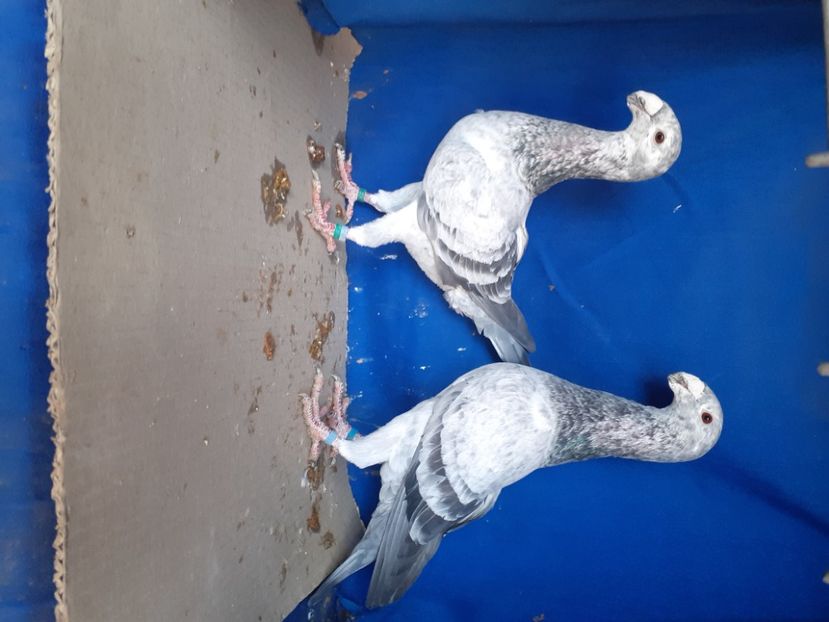  - PERECHI VOIAJORI GERMANI 2021