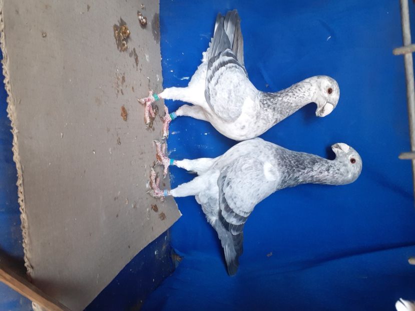  - PERECHI VOIAJORI GERMANI 2021