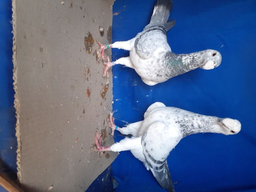  - PERECHI VOIAJORI GERMANI 2021