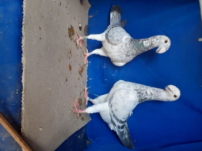  - PERECHI VOIAJORI GERMANI 2021