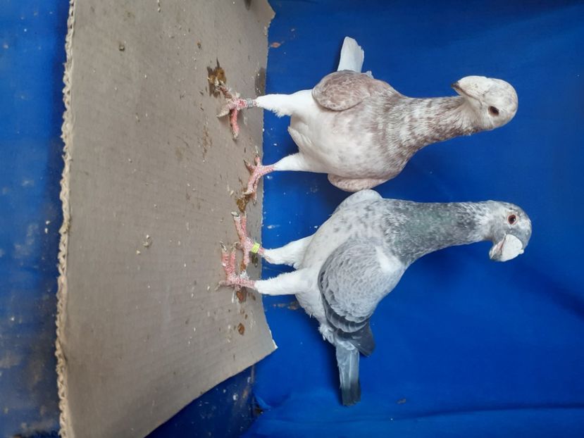  - PERECHI VOIAJORI GERMANI 2021