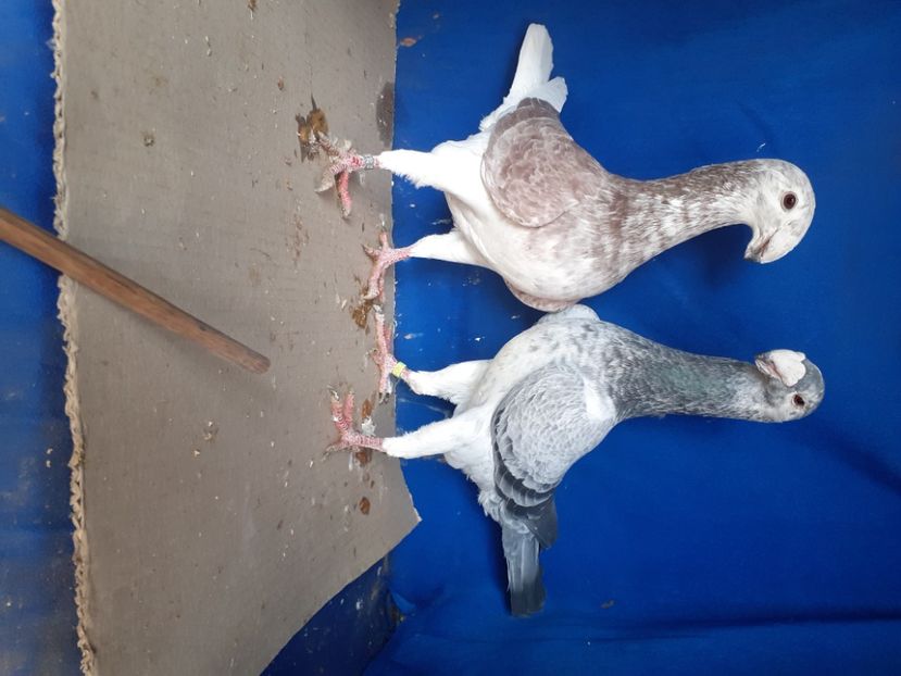  - PERECHI VOIAJORI GERMANI 2021