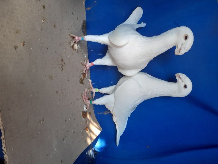  - PERECHI VOIAJORI GERMANI 2021