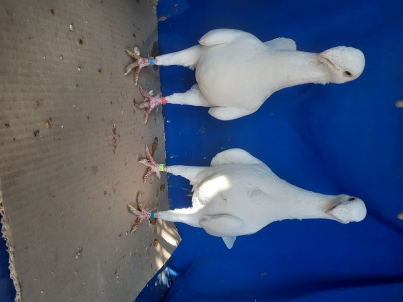  - PERECHI VOIAJORI GERMANI 2021