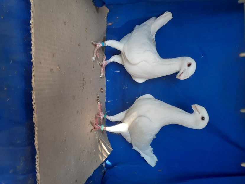  - PERECHI VOIAJORI GERMANI 2021