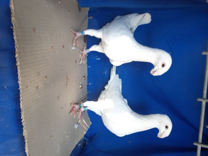  - PERECHI VOIAJORI GERMANI 2021